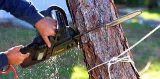 How Our Tree Care Process Works  in  Harmony, RI