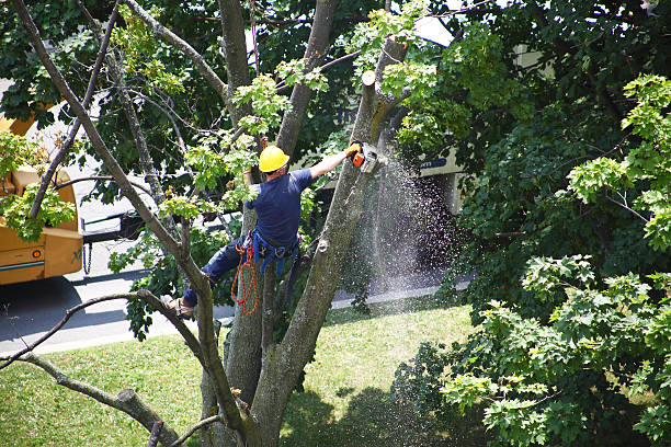 Harmony, RI Tree Removal Services Company